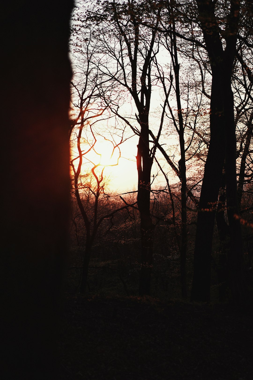 silhouette of trees during sunset