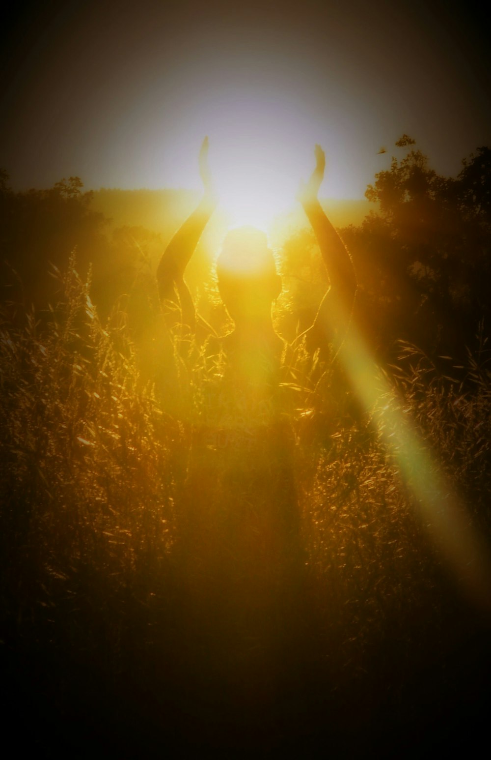 sun rays coming through trees