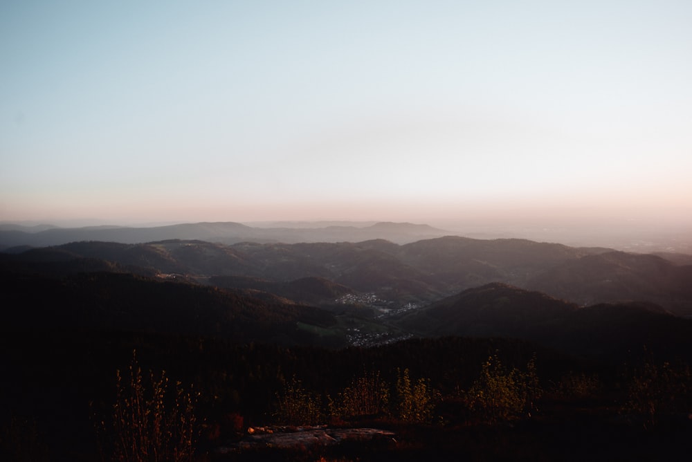 brown trees on mountain during daytime