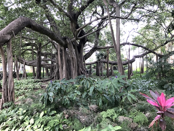 An expansive banyan tree with sprawling roots and thick branches dominates a lush, green forest area. Various plants and ferns cover the ground, while sunlight filters through the dense canopy above. The scene is vibrant with natural vegetation and a mix of light and shadow.