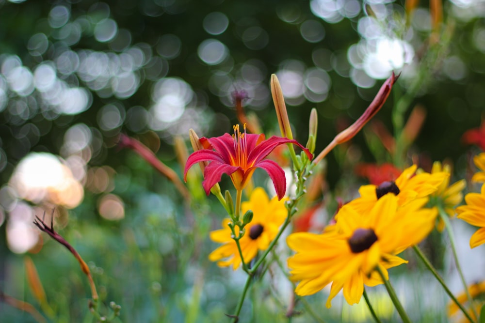 yellow flowers in tilt shift lens