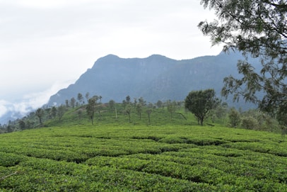 green grass field near mountain during daytime