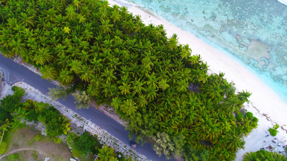 green plant on white sand beach during daytime