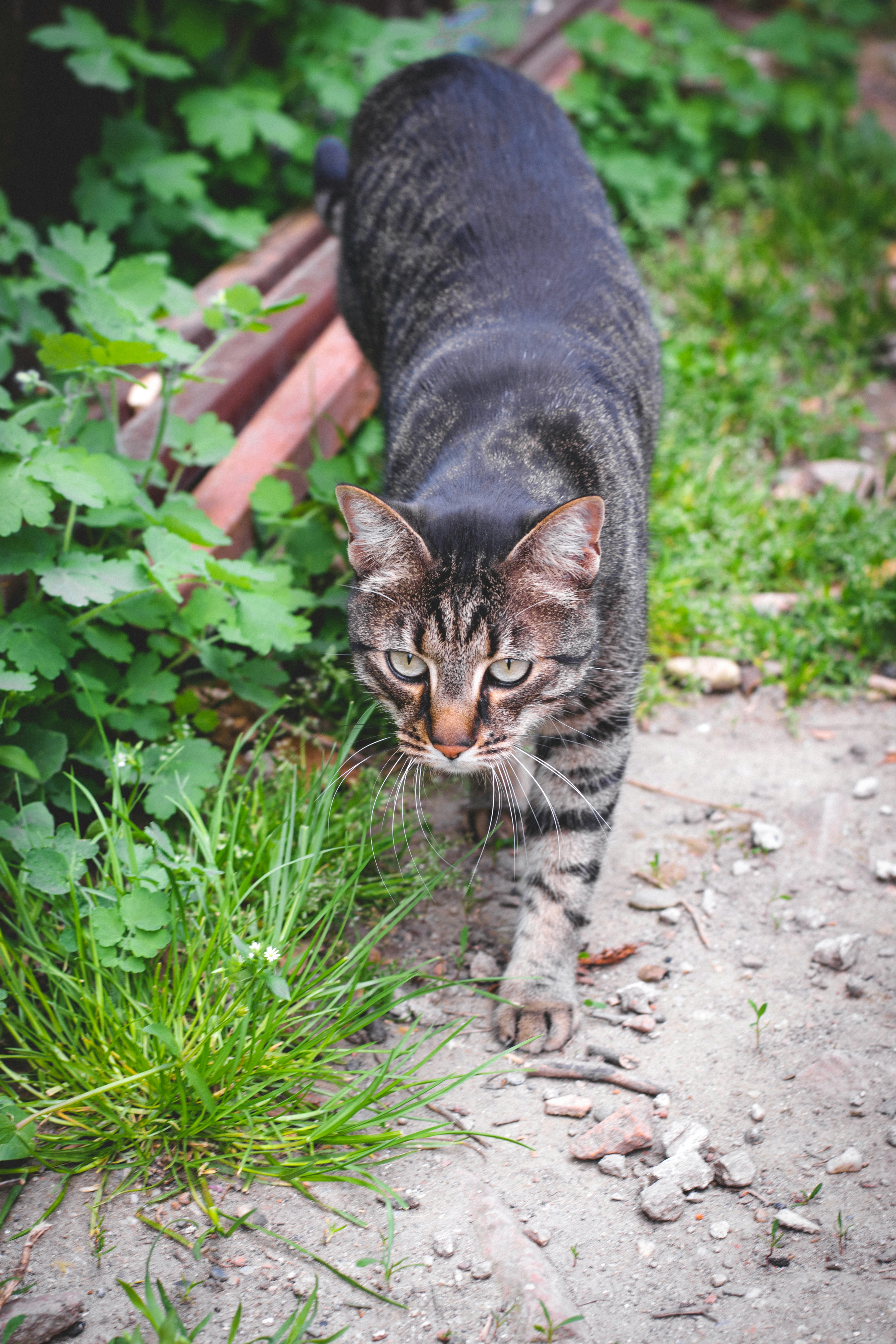 brown tabby cat on gray concrete floor