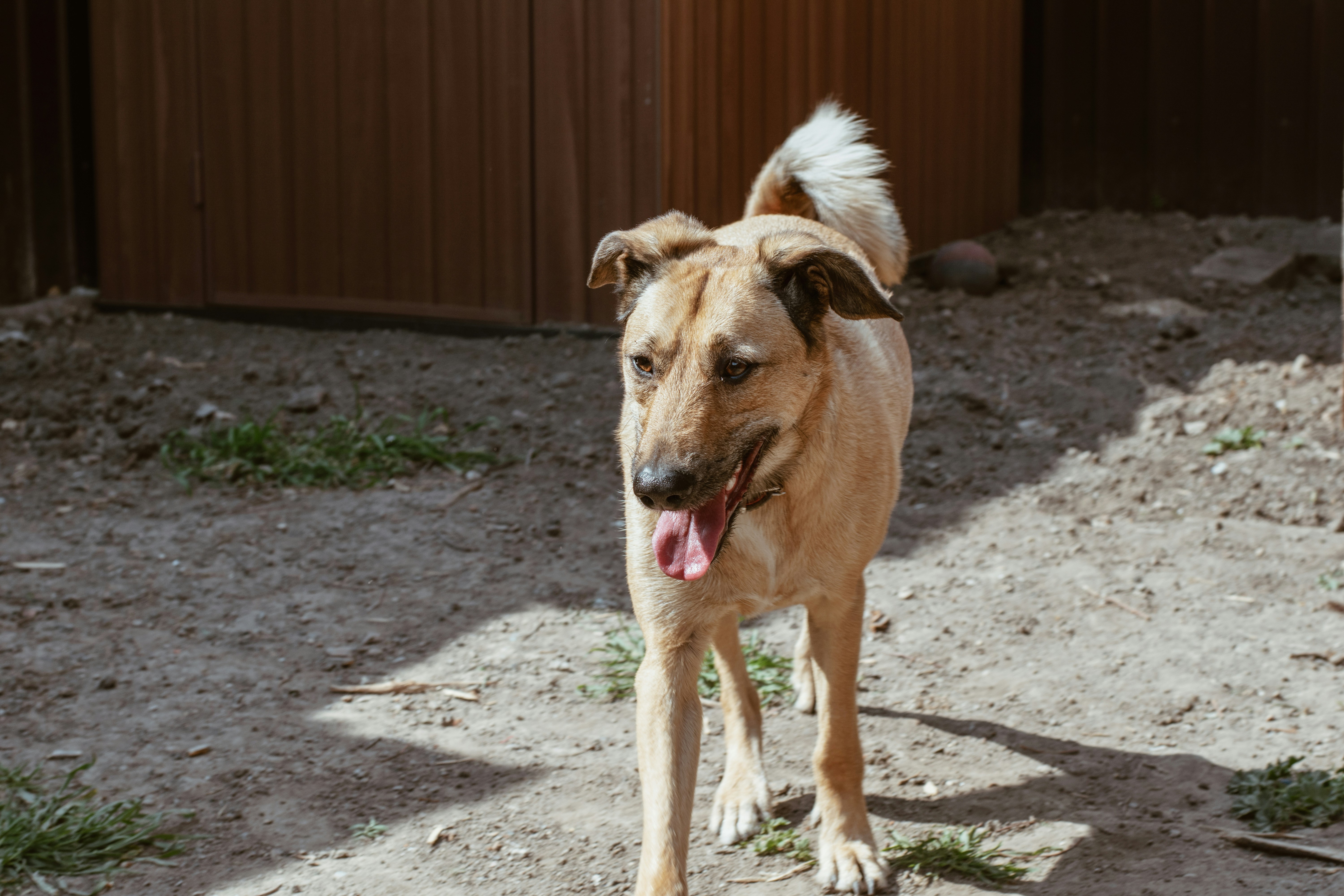 brown short coated medium sized dog sitting on ground during daytime
