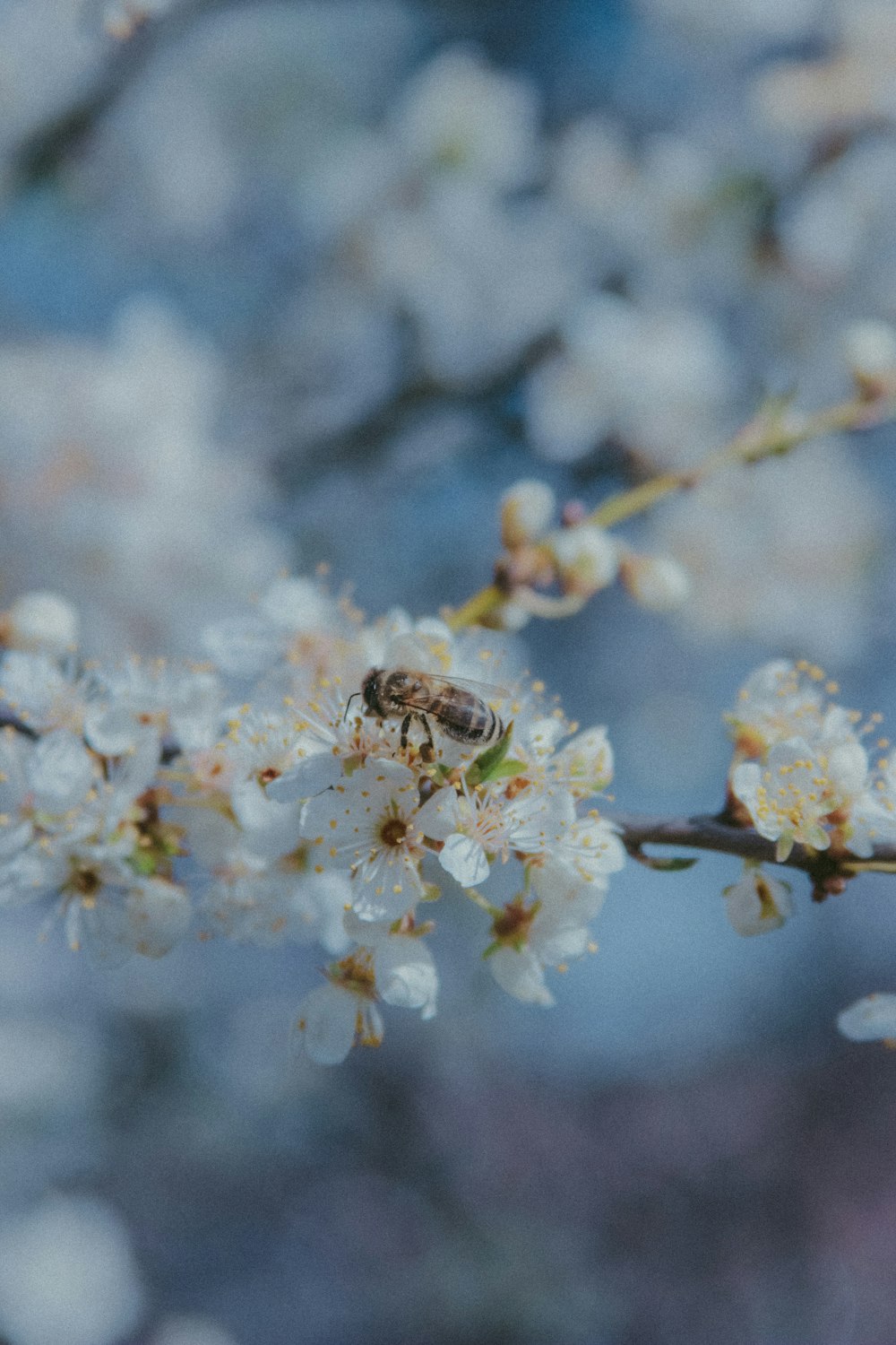 black and yellow bee on white flower