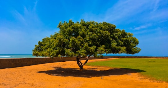 green trees on brown field under blue sky during daytime in Kanyakumari India