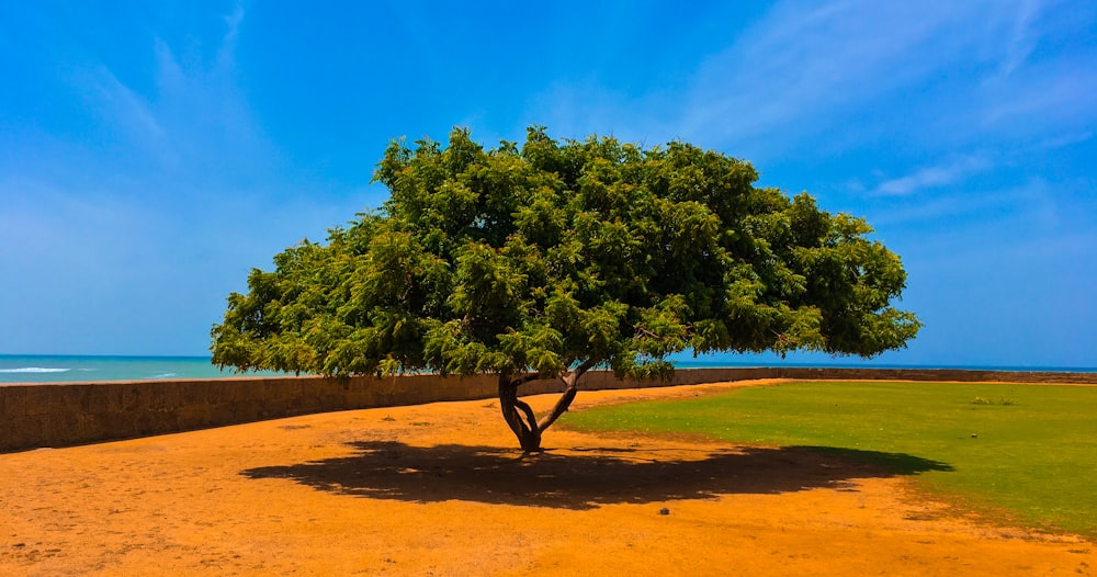 green trees on brown field under blue sky during daytime