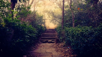 A misty forest path leading into the unknown.
