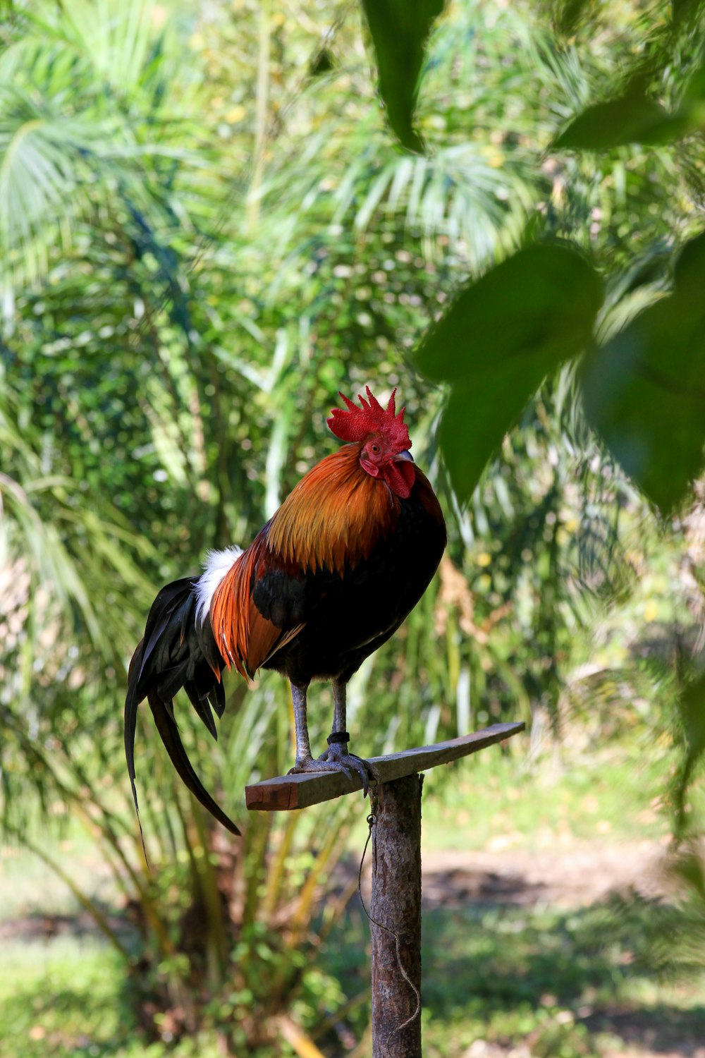 Gallo negro y rojo sobre soporte de madera marrón