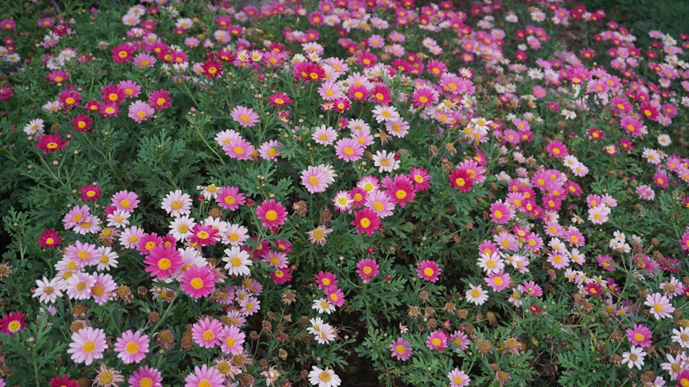 pink and white flower field