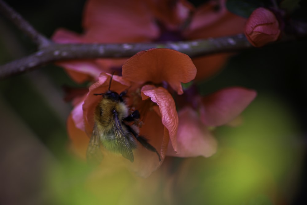 honeybee perched on red flower in close up photography during daytime