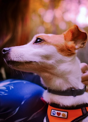 A small dog with white and brown fur is looking upward. The dog wears an orange harness with peace, heart, and paw symbols on a tag. The background is blurred with warm tones, suggesting a natural or outdoor setting. A person is partially visible, appearing to hold or pet the dog.
