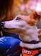 A small dog with white and brown fur is looking upward. The dog wears an orange harness with peace, heart, and paw symbols on a tag. The background is blurred with warm tones, suggesting a natural or outdoor setting. A person is partially visible, appearing to hold or pet the dog.