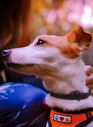 A small dog with white and brown fur is looking upward. The dog wears an orange harness with peace, heart, and paw symbols on a tag. The background is blurred with warm tones, suggesting a natural or outdoor setting. A person is partially visible, appearing to hold or pet the dog.