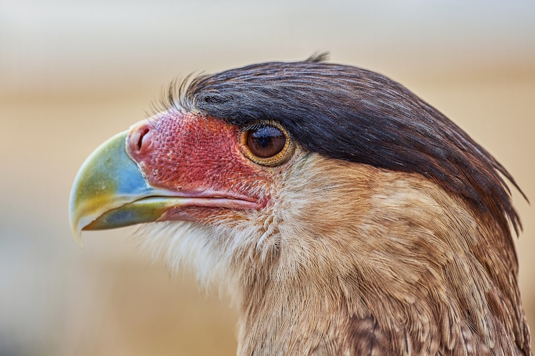 brown and black bird in close up photography