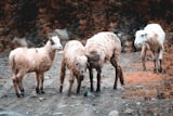 Sheep