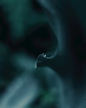 A close-up of a single water droplet delicately perched on the tip of a leaf. The background is blurred, creating a soft and serene atmosphere. The colors are predominantly various shades of green, providing a calming, natural feel.