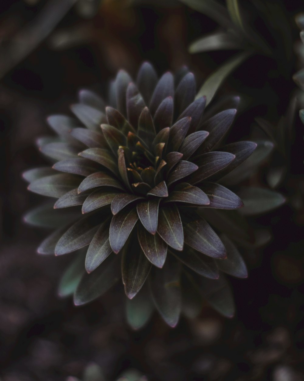 purple flower in macro shot