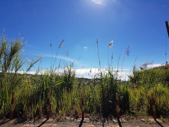 green grass near sea under blue sky during daytime in Mesilau Malaysia