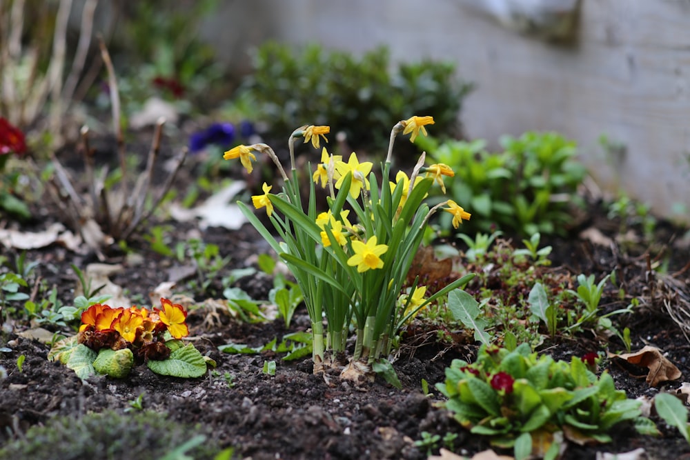 yellow and purple flowers on ground