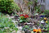 Close-up of a gardener planting bright flowers in a garden bed.