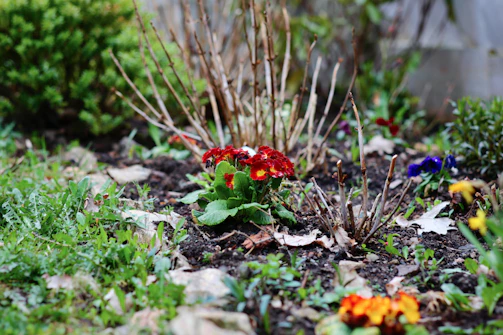 Close-up of a gardener planting bright flowers in a garden bed.