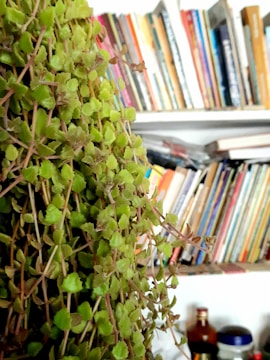 a small plant growing beside a stack of well-loved books