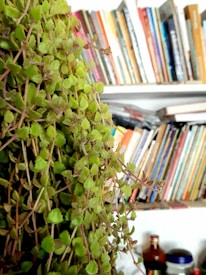 A lush green plant with small rounded leaves is in the foreground. Behind it is a white bookshelf filled with a variety of colorful books, some stacked vertically while others are horizontally placed. Two bottles are visible on a lower shelf.