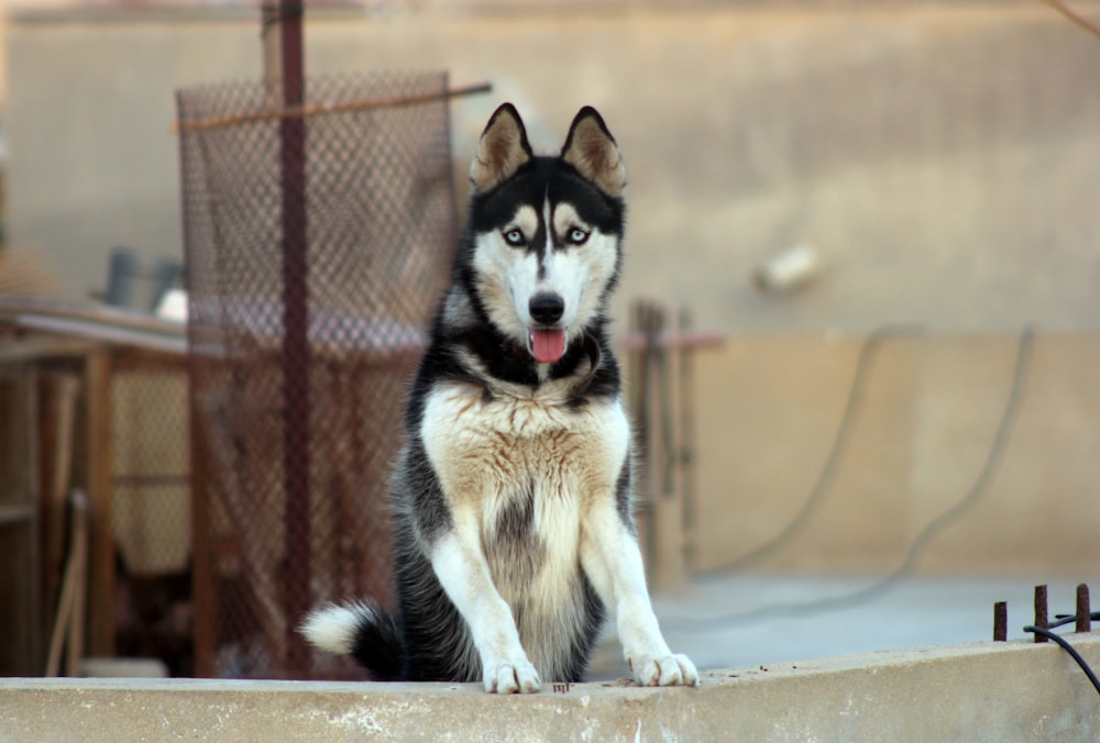 black and white siberian husky