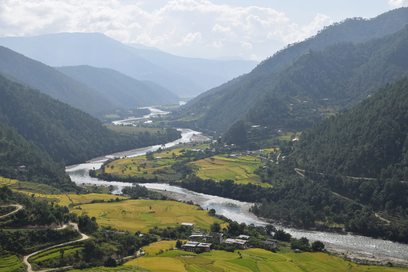 The Mo Chhu winding through golden paddy fields in the upper Punakha valley, forested ridges rising on both sides