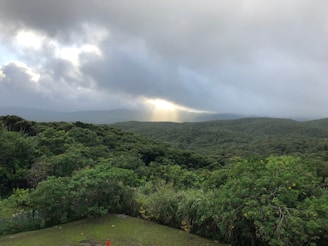 Sunlight breaking through fog over a lush green forest floor sprinkled with wildflowers.