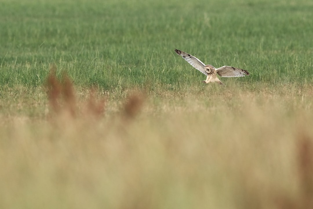 brown bird flying over green grass field during daytime