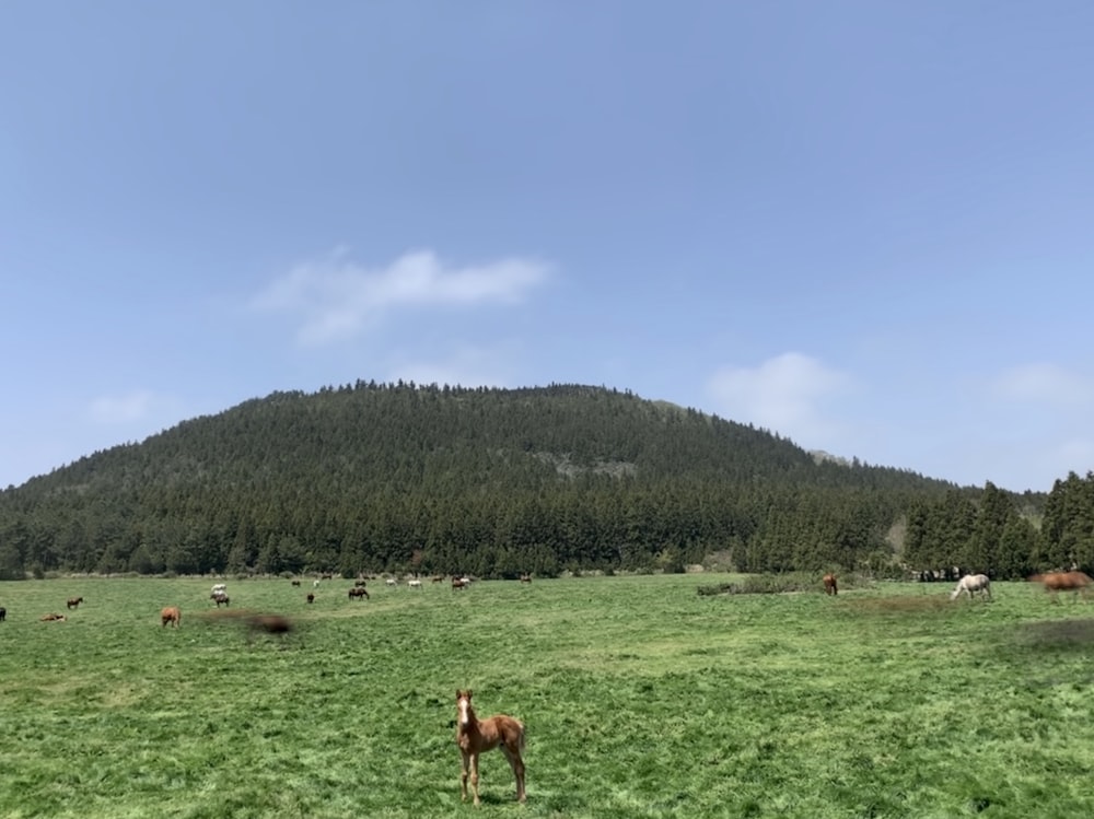 brown horse on green grass field during daytime