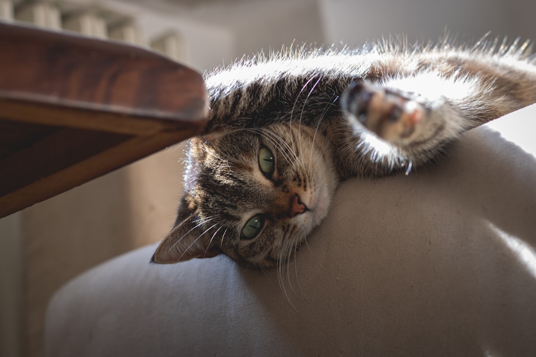 brown tabby cat lying on brown wooden chair
