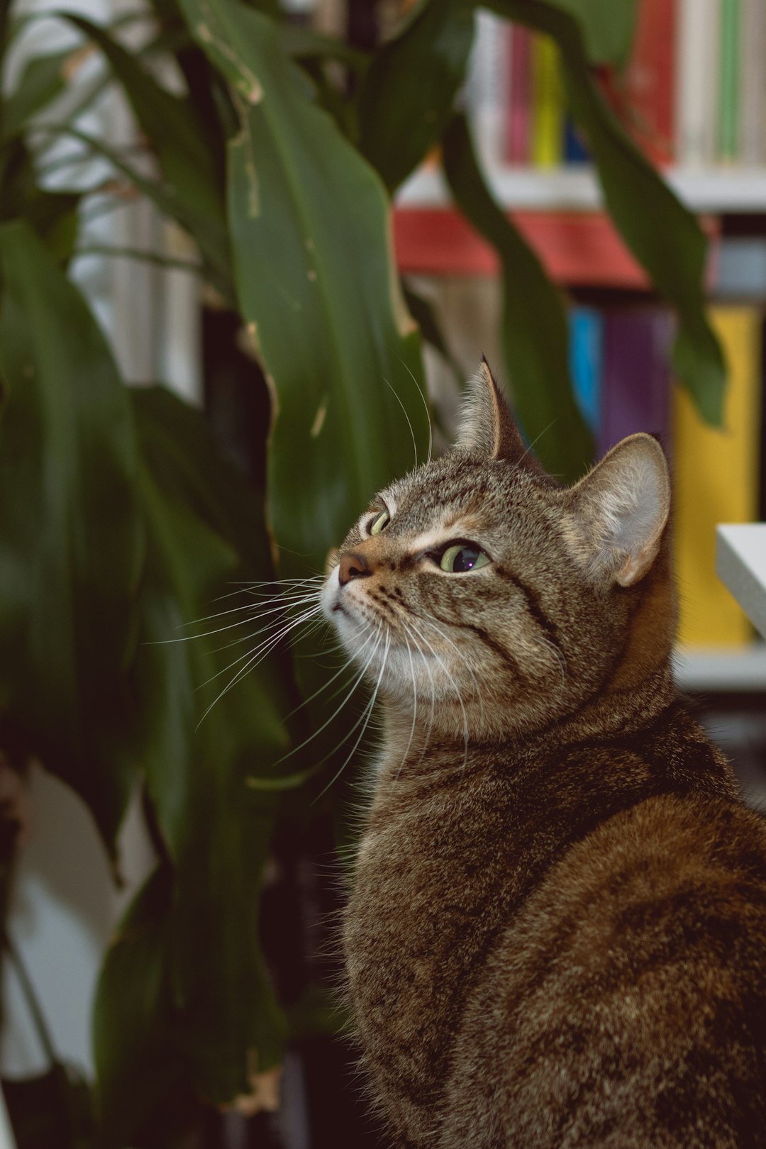 brown tabby cat in front of green plant