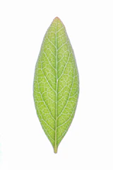 Logo of a nonprofit focused on environmental conservation with green leaf icon.