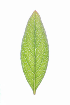 Logo of a nonprofit focused on environmental conservation with green leaf icon.
