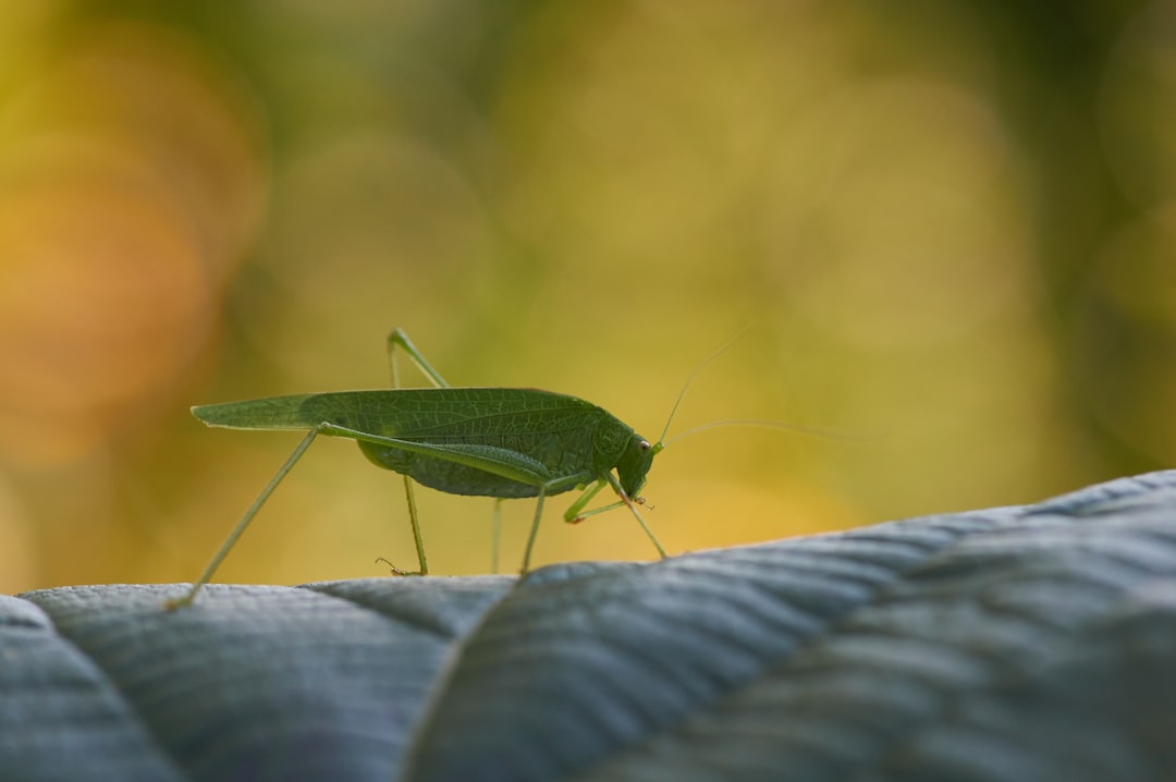 green grasshopper on grey textile in close up photography