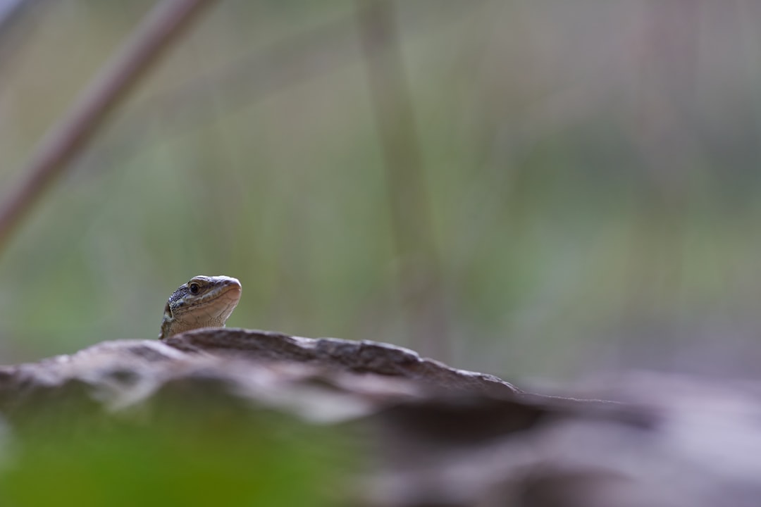 brown and black frog on brown tree branch