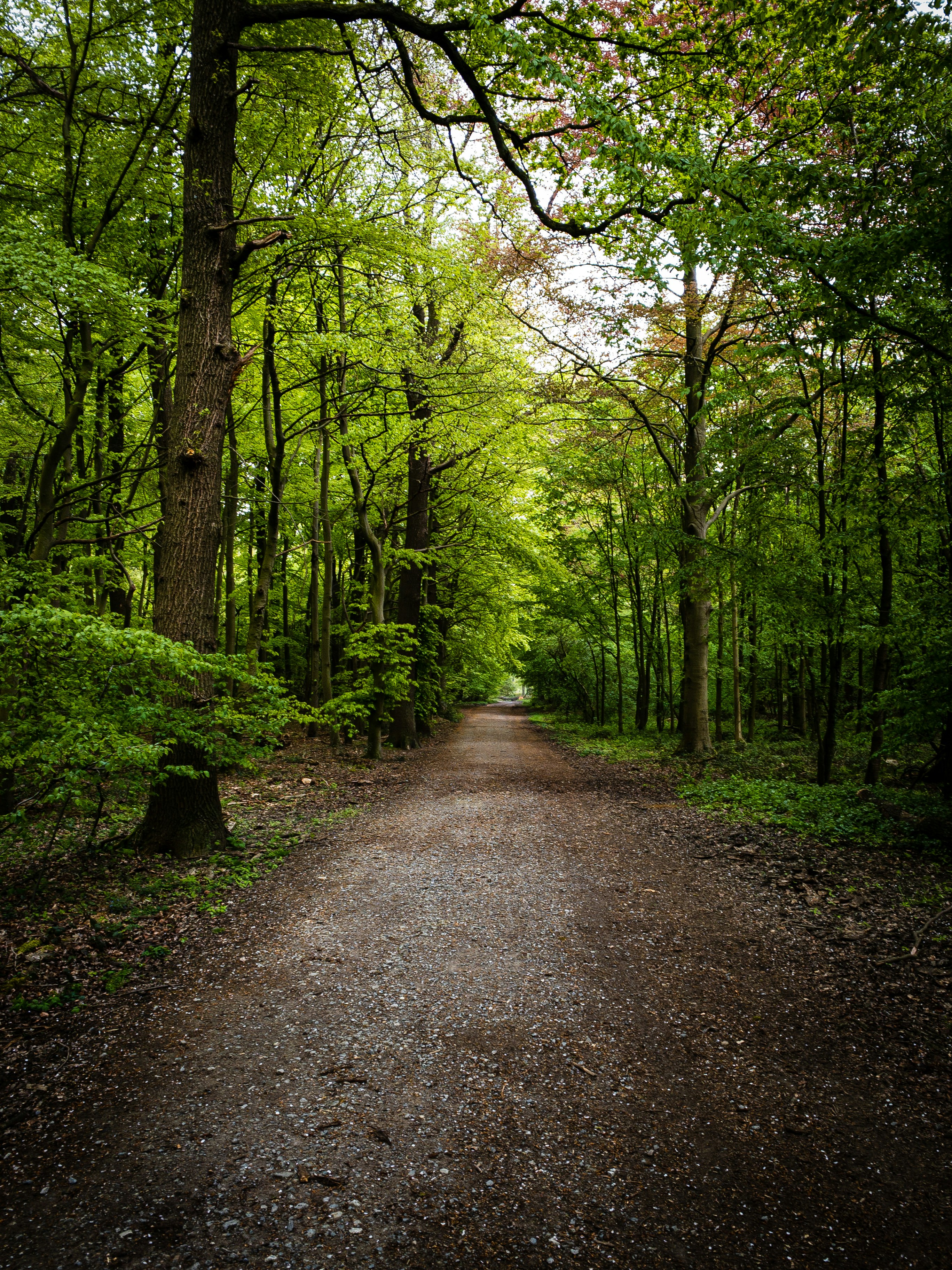 gray pathway between green trees during daytime