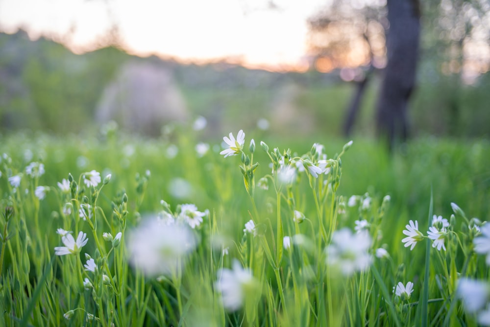 white flower on green grass field during daytime