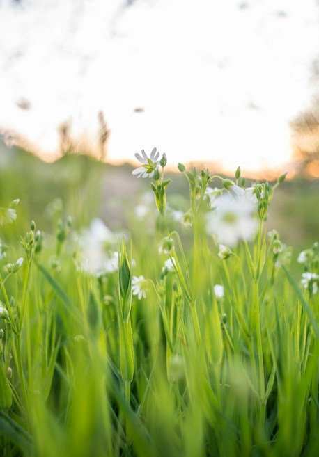 An image of a natural scene featuring tall green grass and delicate white flowers, with a soft and blurred background suggesting the setting of a field or meadow. The lighting indicates either sunrise or sunset, creating a serene and peaceful atmosphere.
