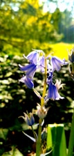 A group of community members planting bluebell flowers together in a sunny park.