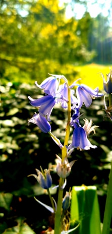 A group of community members planting bluebell flowers together in a sunny park.