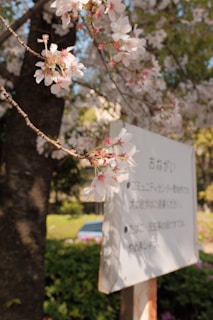 Close-up of golden elegant script overlaying the sakura petals, shimmering softly in the light.