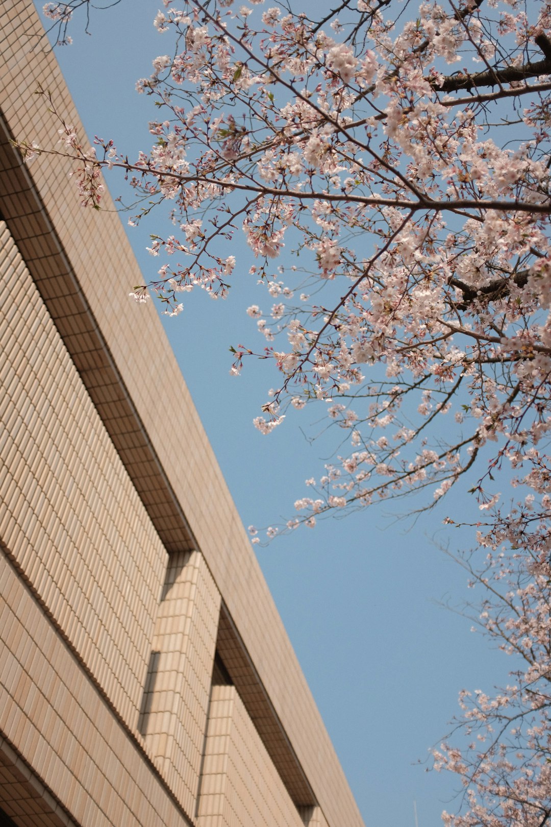 brown tree near brown concrete building during daytime