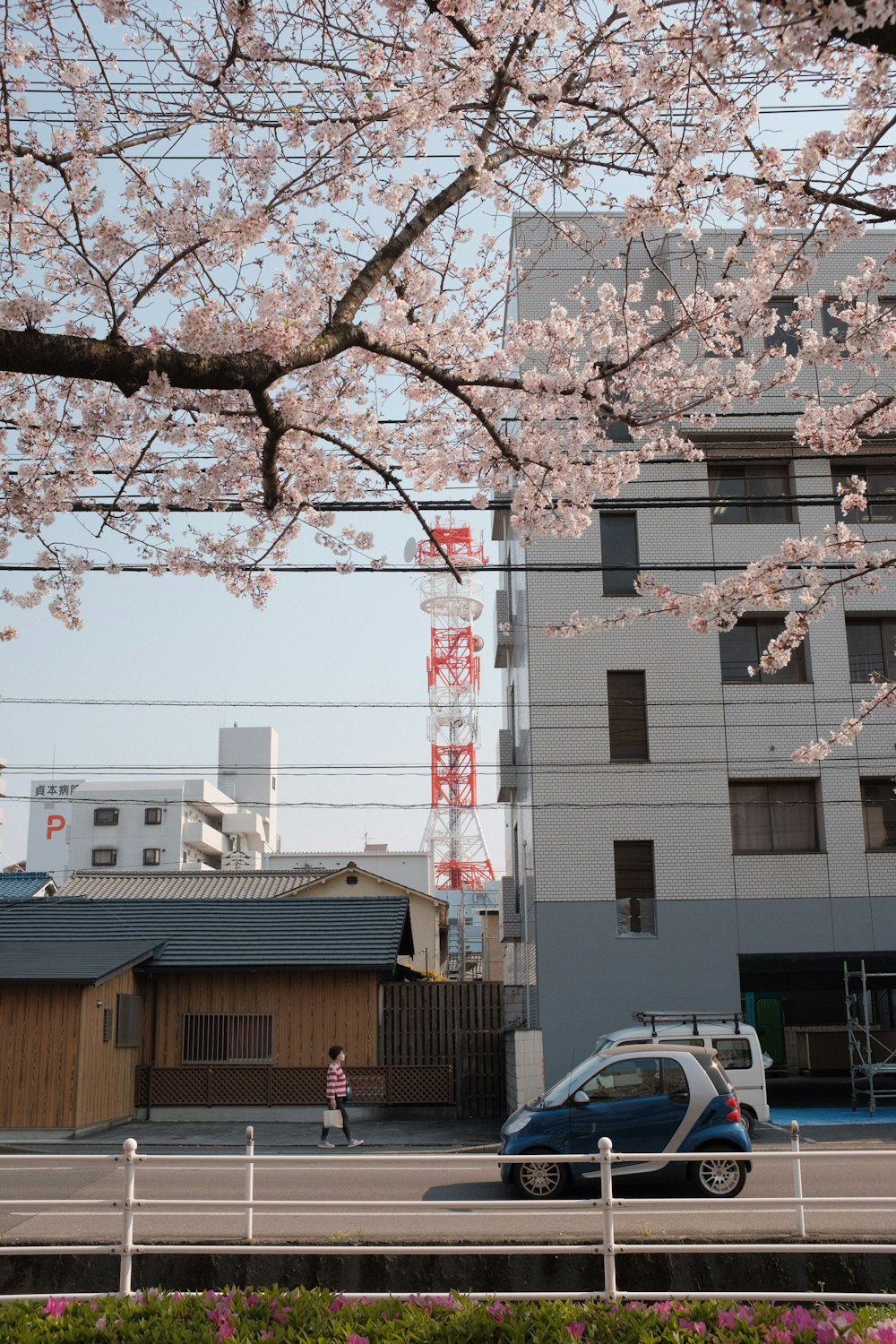 white cherry blossom tree near brown concrete building during daytime
