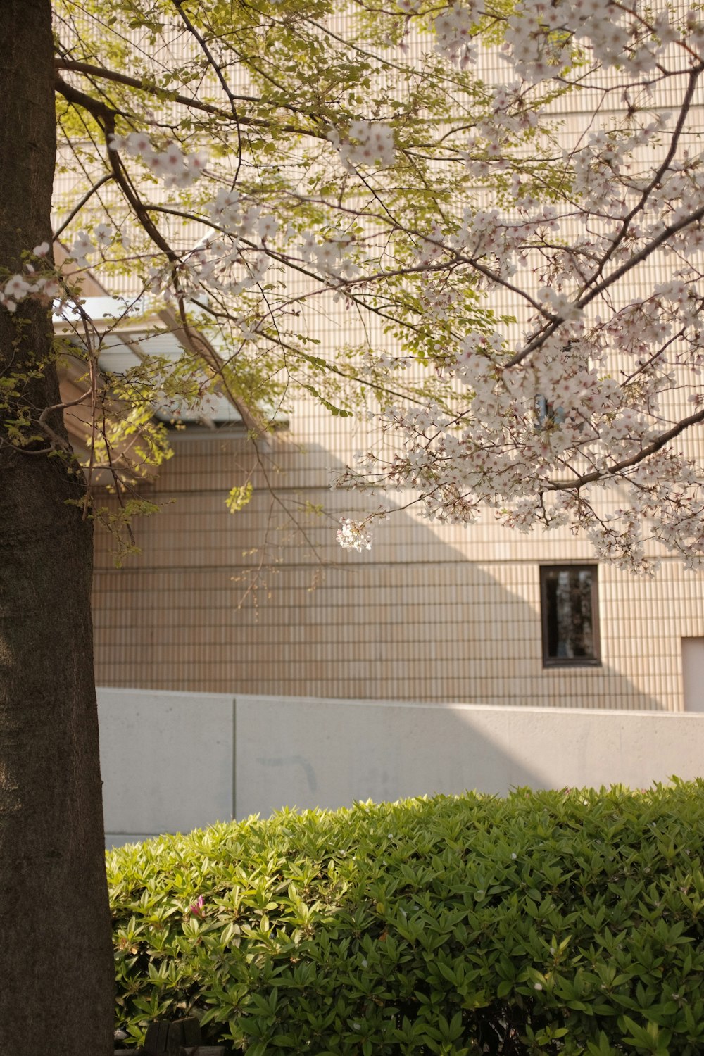 white concrete house near green trees during daytime