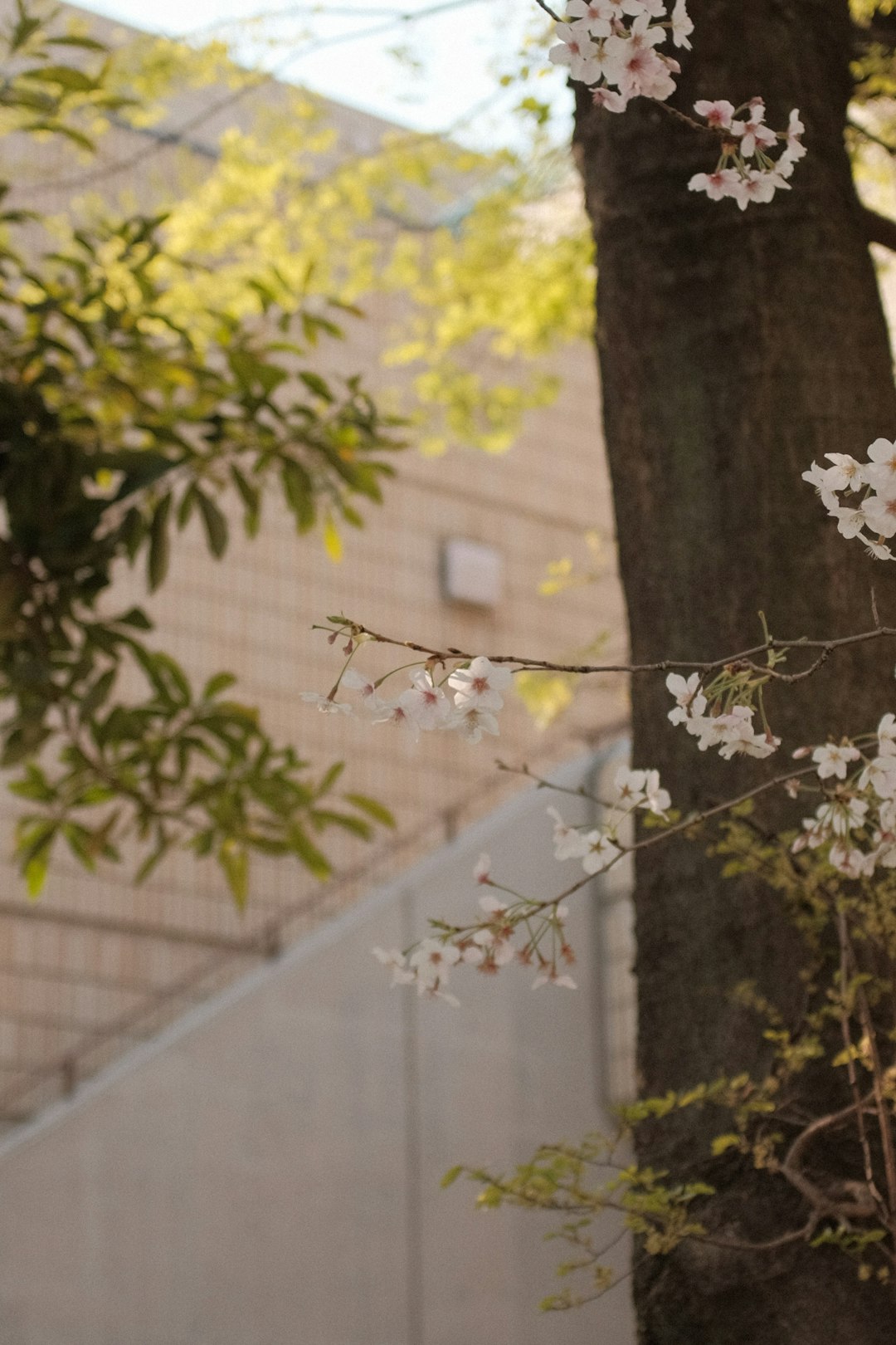 white flower on tree trunk